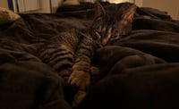 Arlo - Pending Adoption - Photo 3