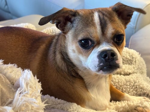 MUTTLEY / JEFF - Chihuahua / Terrier available for adoption