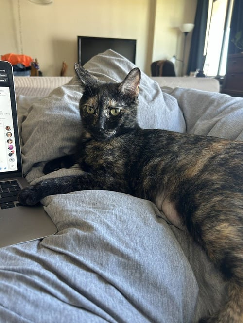 NOLA - Domestic Short Hair available for adoption