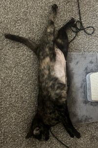 Nola- Pending Adoption - Photo 2