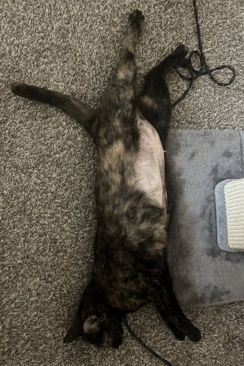 NOLA - Domestic Short Hair available for adoption