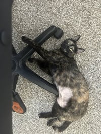 Nola- Pending Adoption - Photo 3