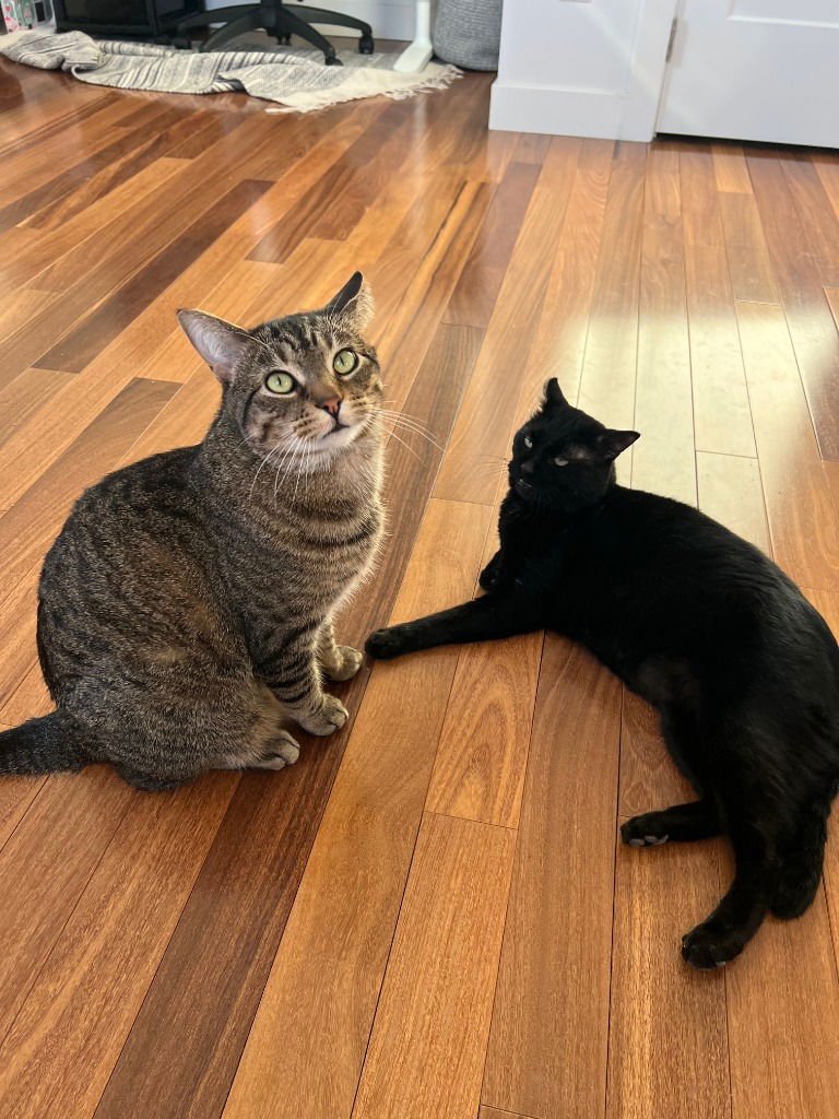 STITCH / SHADOW - Domestic Short Hair available for adoption