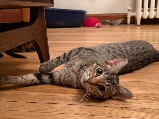 AMIRA / JUNO - Domestic Short Hair available for adoption