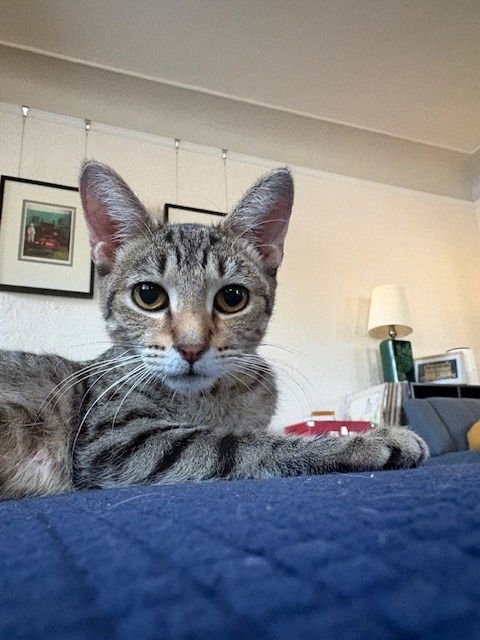 AMIRA / JUNO - Domestic Short Hair available for adoption