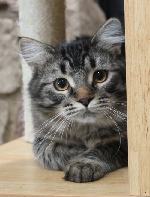 VALENTINE - Domestic Medium Hair available for adoption