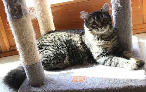 VALENTINE - Domestic Medium Hair available for adoption