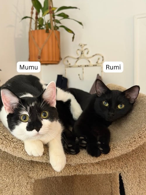 RUMI / MUMU - Domestic Short Hair available for adoption