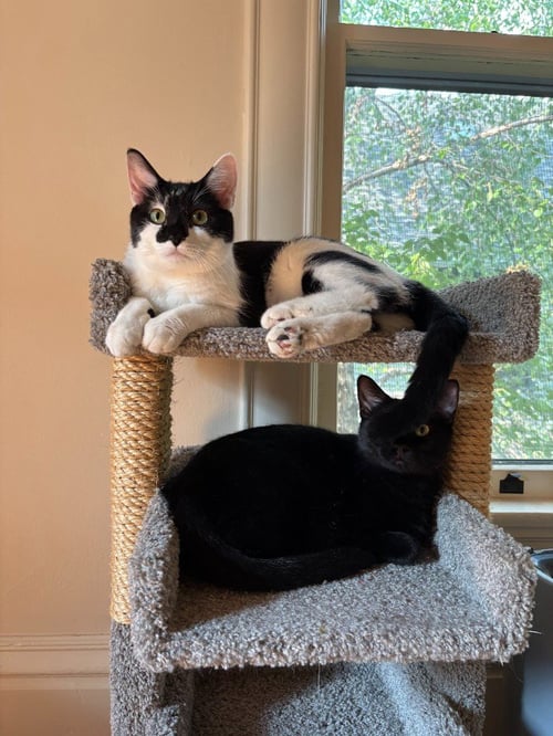 RUMI / MUMU - Domestic Short Hair available for adoption