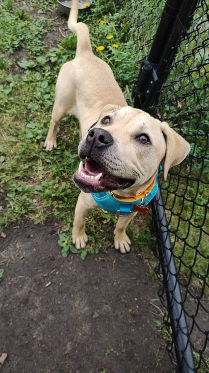 Bubba - Pending Adoption Image