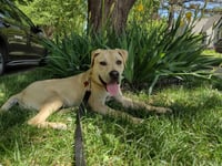 Bubba - Pending Adoption - Photo 2
