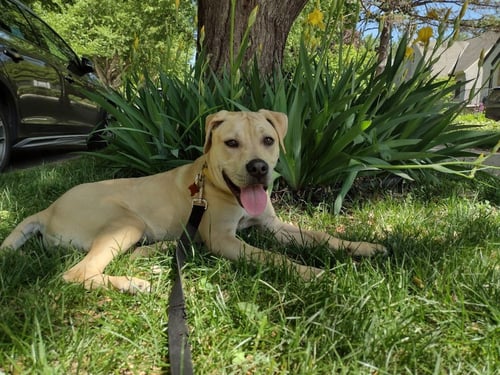 BUBBA - PENDING ADOPTION - Labrador Retriever / Pit Bull Terrier available for adoption