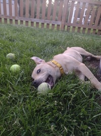Bubba - Pending Adoption - Photo 3