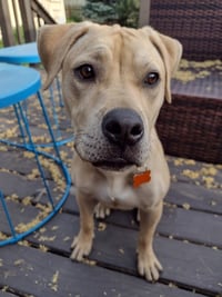 Bubba - Pending Adoption - Photo 4