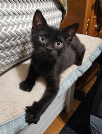 Gingersnap / Ozzy - Photo 3