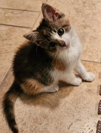 Gingersnap / Ozzy - Photo 4