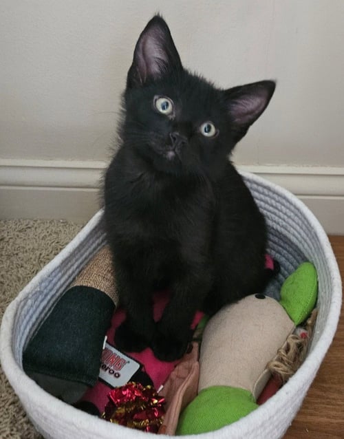GINGERSNAP / OZZY - Domestic Short Hair available for adoption