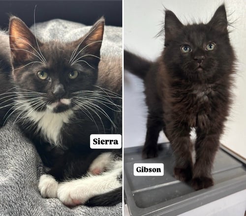 GIBSON- PENDING ADOPTION / SIERRA