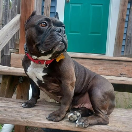 BUG - Staffordshire Bull Terrier available for adoption