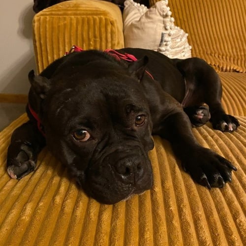 BUG - Staffordshire Bull Terrier available for adoption
