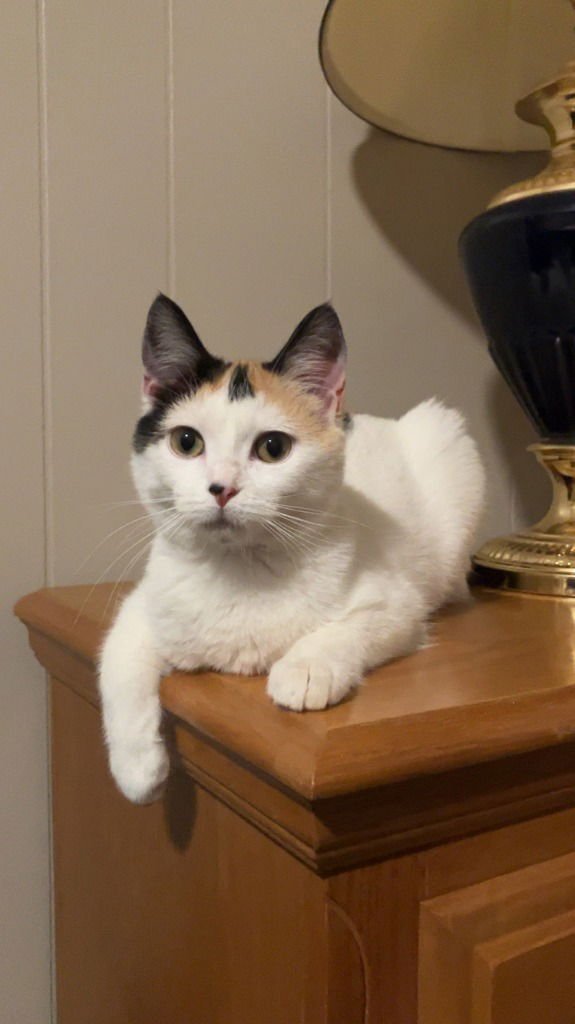 CALLIOPE / THALIA - Domestic Short Hair available for adoption