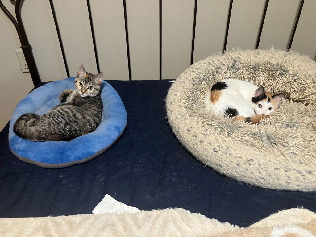 CALLIOPE / THALIA - Domestic Short Hair available for adoption