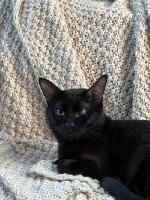 BILLY BELL - Domestic Short Hair available for adoption