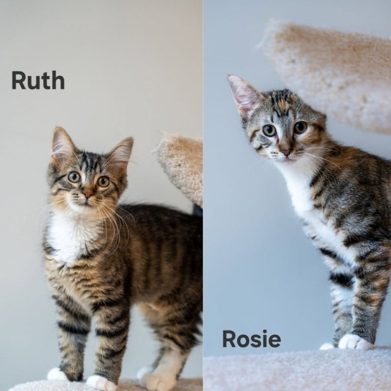 Rosie / Ruth Image