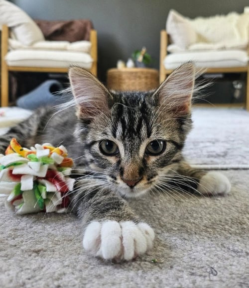 ROSIE / RUTH - Domestic Short Hair available for adoption