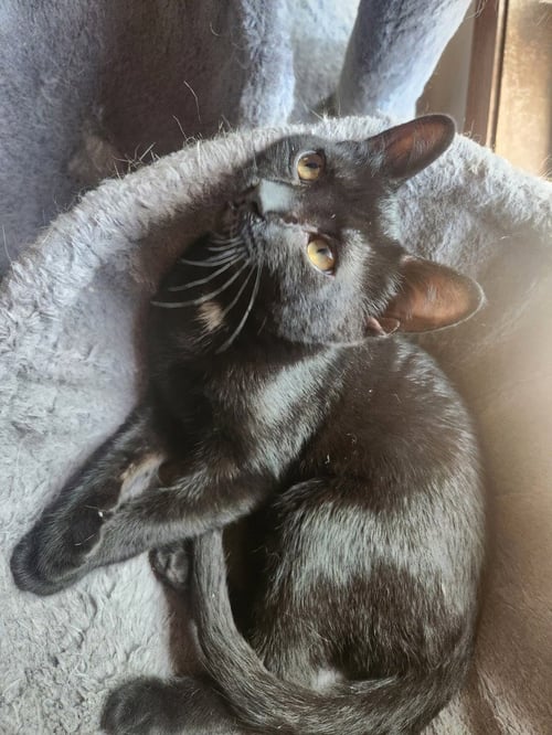 GENEVIEVE - Domestic Short Hair available for adoption