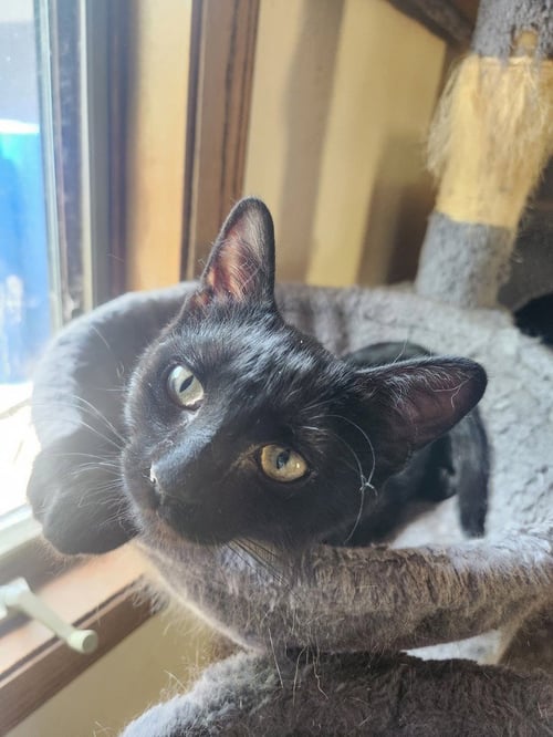 GENEVIEVE - Domestic Short Hair available for adoption