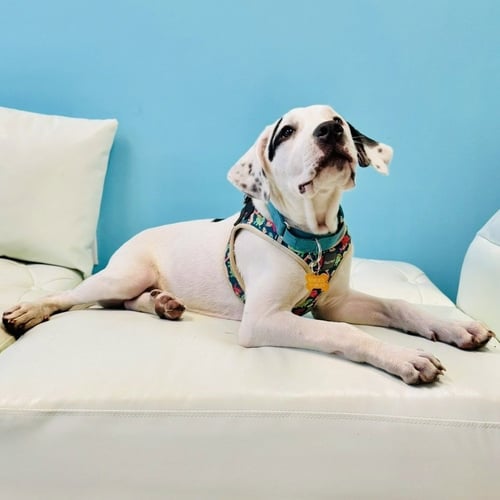 MOO - American Staffordshire Terrier / Great Pyrenees available for adoption