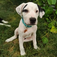 Moo - Pending Adoption - Photo 2