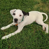 Moo - Pending Adoption - Photo 1