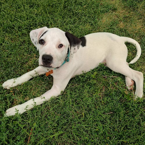 MOO - PENDING ADOPTION - American Staffordshire Terrier / Great Pyrenees available for adoption