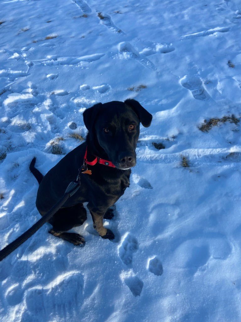 SHELDON - Black Labrador Retriever / Pit Bull Terrier available for adoption