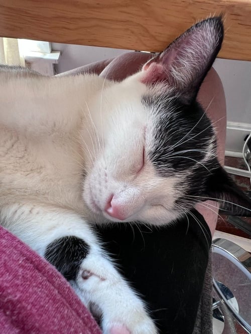 FLOATIE - PENDING - Domestic Short Hair available for adoption
