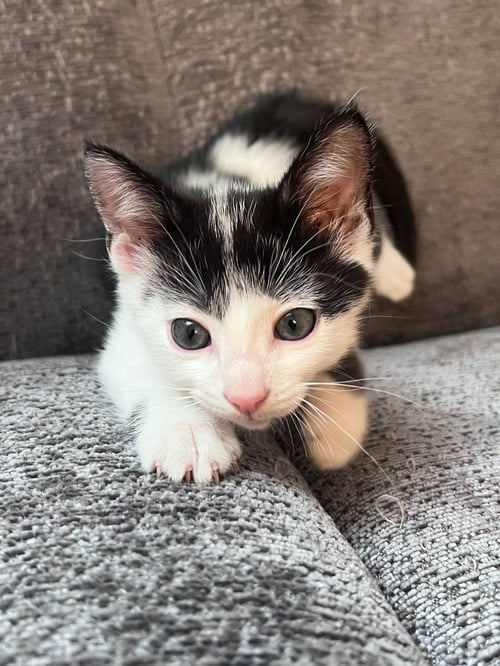 FLOATIE - Domestic Short Hair for adoption in St. Paul
