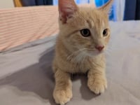 Samba (FIV+) - Photo 1