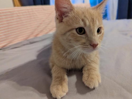 SAMBA (FIV+) - Domestic Short Hair available for adoption