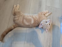 Samba (FIV+) - Photo 2