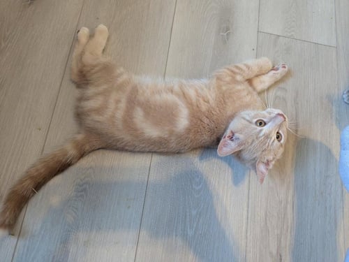 SAMBA (FIV+) - Domestic Short Hair available for adoption
