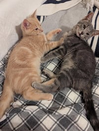 Samba (FIV+) - Photo 3