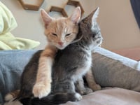 Samba (FIV+) - Photo 4