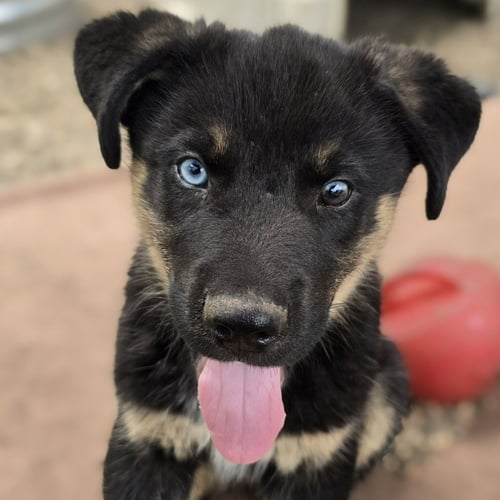 GOOBER - NO LONGER ACCEPTING APPLICATIONS