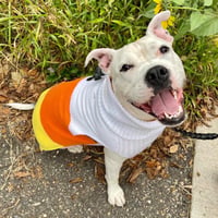 Yumi - Pending Adoption - Photo 2