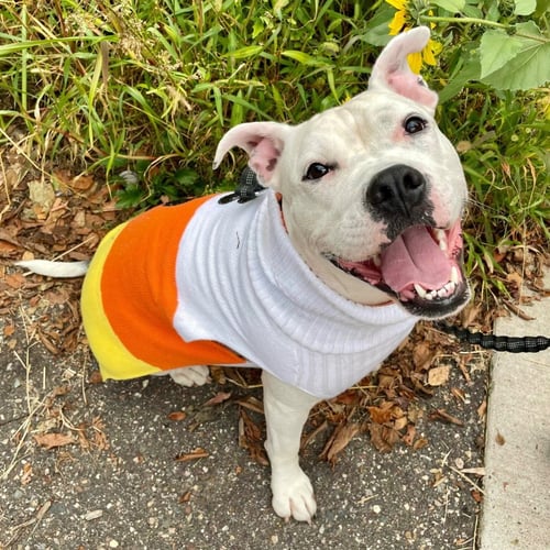YUMI - American Bulldog / Terrier available for adoption