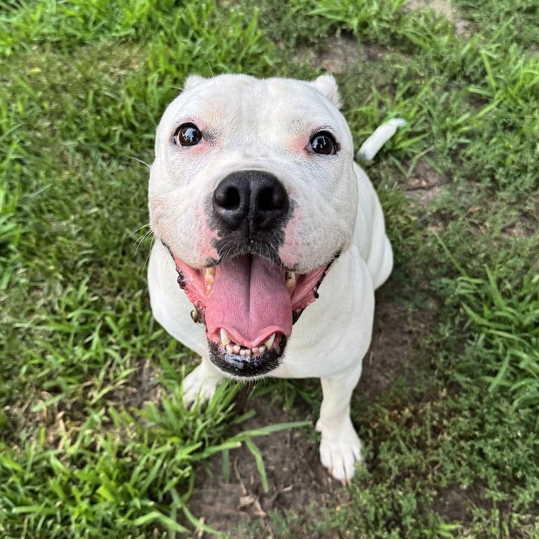 Yumi - Pending Adoption Image