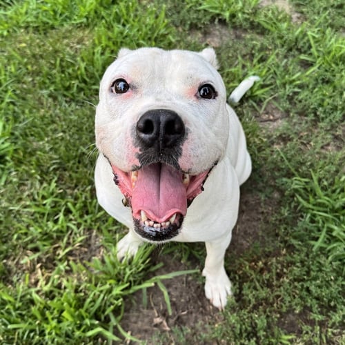 YUMI - American Bulldog / Terrier available for adoption