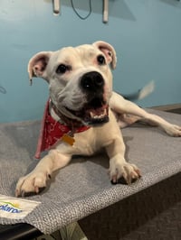 Yumi - Pending Adoption - Photo 4